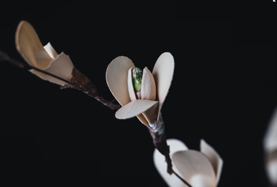 design art photography